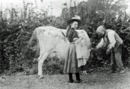 Lilian Fulcher milking cow at Little Wakering Hall in early 1900s