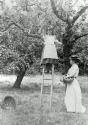 Lilian Fulcher picking fruit at Little Wakering Hall in early 1900s