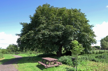 Our favourite Horse Chestnut Tree with new style bench provided for relaxing and taking in the peacefulness of the Reserve.