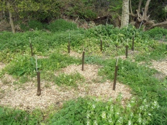 Tree Nursery 2010